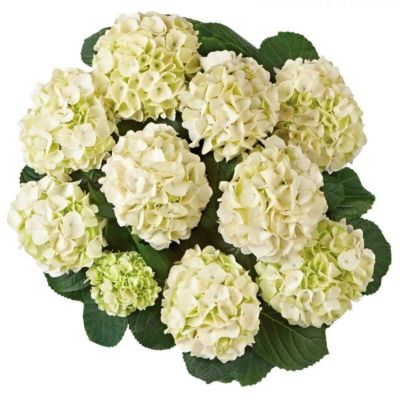 Гортензия крупнолистная Кляйн Винтерберг Гортензия крупнолистная Кляйн Винтерберг - Dolina-Sad.Ru