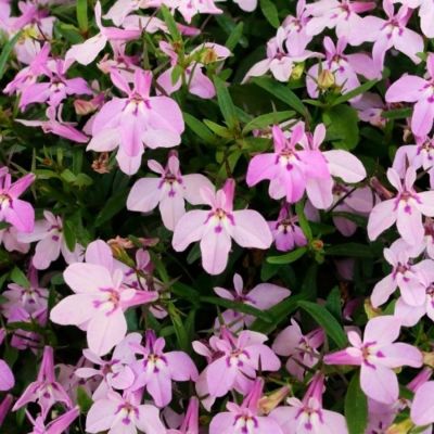 Лобелия Белла Роза - Dolina-Sad.Ru