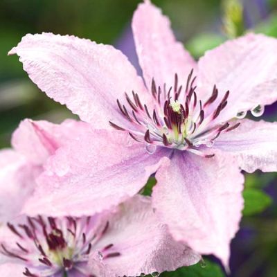 Клематис Хагли Гибрид Клематис Хагли Гибрид - Dolina-Sad.Ru