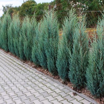 Можжевельник скальный Мунглоу, C3 Можжевельник скальный Мунглоу, C3 - Dolina-Sad.Ru