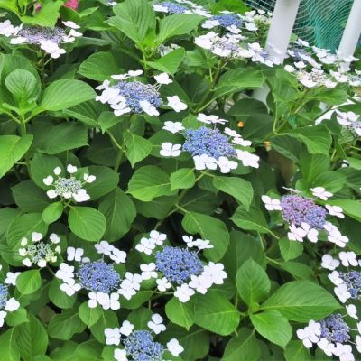 Гортензия крупнолистная Мариесии Грандифлора Гортензия крупнолистная Мариесии Грандифлора - Dolina-Sad.Ru