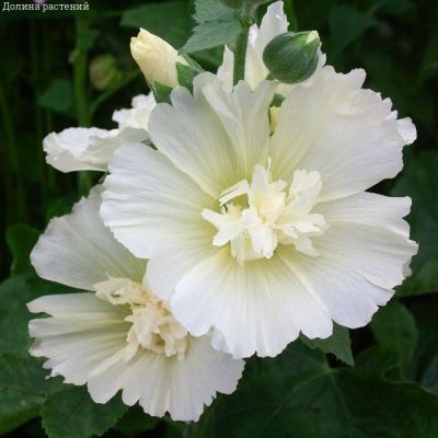 Шток-роза белая Шток-роза белая - Dolina-Sad.Ru