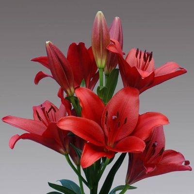 Лилия Динамикс Лилия Динамикс - Dolina-Sad.Ru