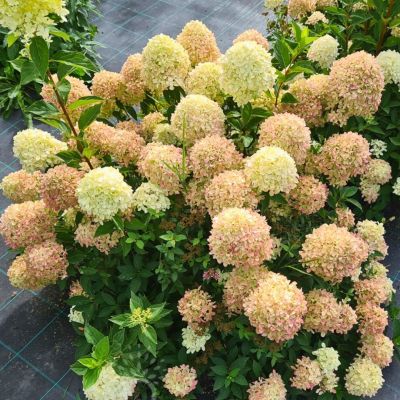 Гортензия метельчатая Коттон Крим, С7,5 - Dolina-Sad.Ru