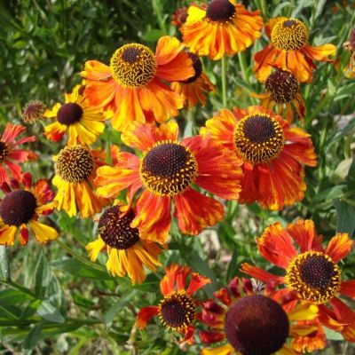 Гелениум Сахинс Эрли Фловерер - Dolina-Sad.Ru