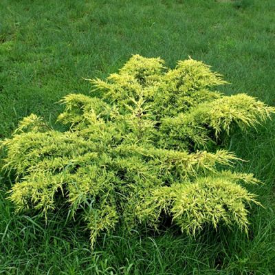 Можжевельник средний Голд Кост, С3 Можжевельник средний Голд Кост, С3 - Dolina-Sad.Ru