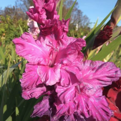 Гладиолус Чарикова Орхидея Гладиолус Чарикова Орхидея - Dolina-Sad.Ru