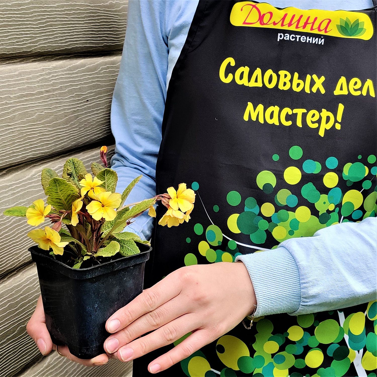 Примула высокая Голд Наггет Микс Примула высокая Голд Наггет Микс фото