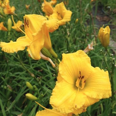 Лилейник Бакабана - Dolina-Sad.Ru