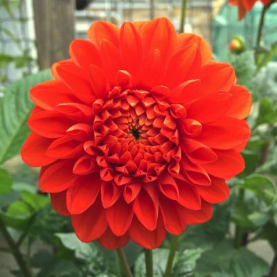 Георгина Хэппи Хэллоуин Георгина Хэппи Хэллоуин - Dolina-Sad.Ru