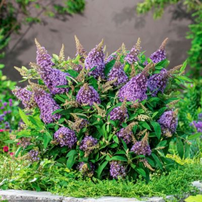 Буддлея Давида Баттерфляй Канди Лила Свитхарт Буддлея Давида Баттерфляй Канди Лила Свитхарт - Dolina-Sad.Ru