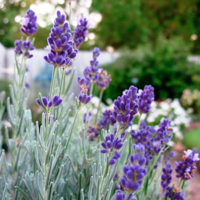 Лаванда узколистная Сильвер Эдж Лаванда узколистная Сильвер Эдж - Dolina-Sad.Ru