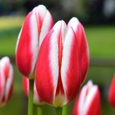 Тюльпан Спринг Сюрпрайс Тюльпан Спринг Сюрпрайс фото