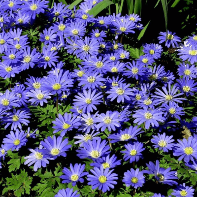 Анемона Бланда Блю Шейдс Анемона Бланда Блю Шейдс фото