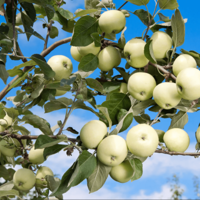 Яблоня Белый Налив/Летняя Яблоня Белый Налив/Летняя фото