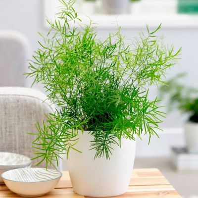 Аспарагус Шпренгера Аспарагус Шпренгера фото