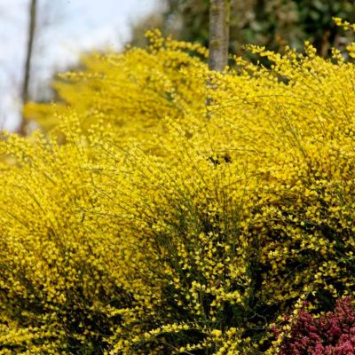 Ракитник ранний Олголд Ракитник ранний Олголд - Dolina-Sad.Ru