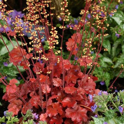 Гейхера Рут Бир Гейхера Рут Бир - Dolina-Sad.Ru