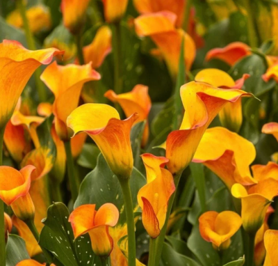 Калла МАНГО Калла МАНГО фото