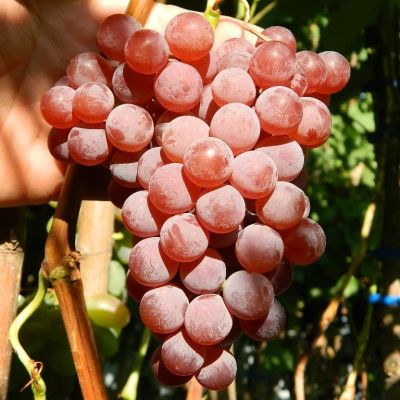 Виноград Молдованин Виноград Молдованин фото