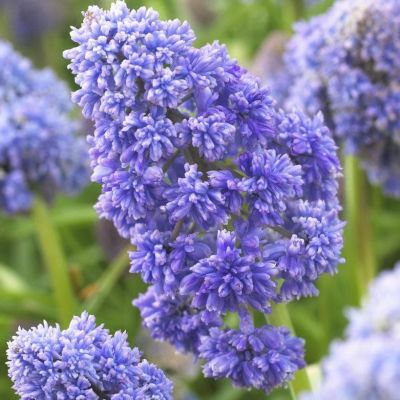 Мускари Фентези Криэйшн фото