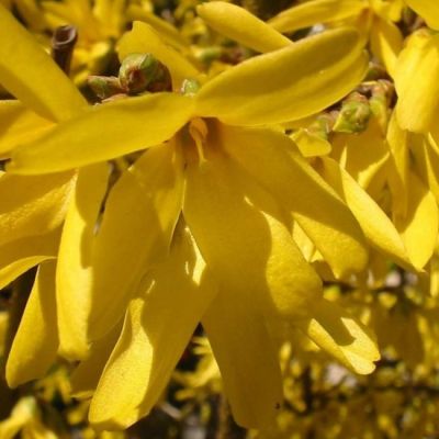 Форзиция промежуточная Спектабилис Форзиция промежуточная Спектабилис фото