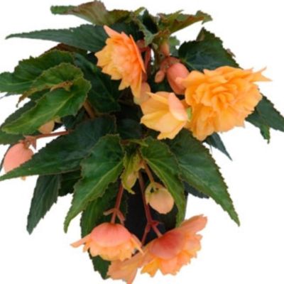 Бегония Беллекония Манго Бегония Беллекония Манго - Dolina-Sad.Ru