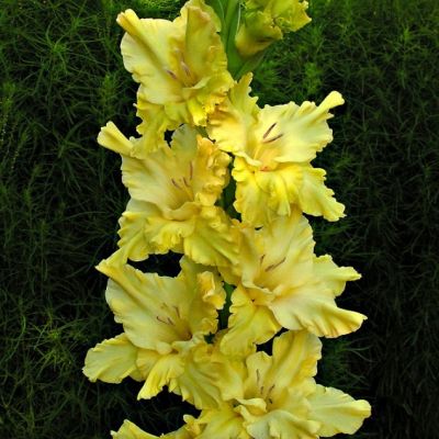 Гладиолус Золотой Колос Гладиолус Золотой Колос - Dolina-Sad.Ru