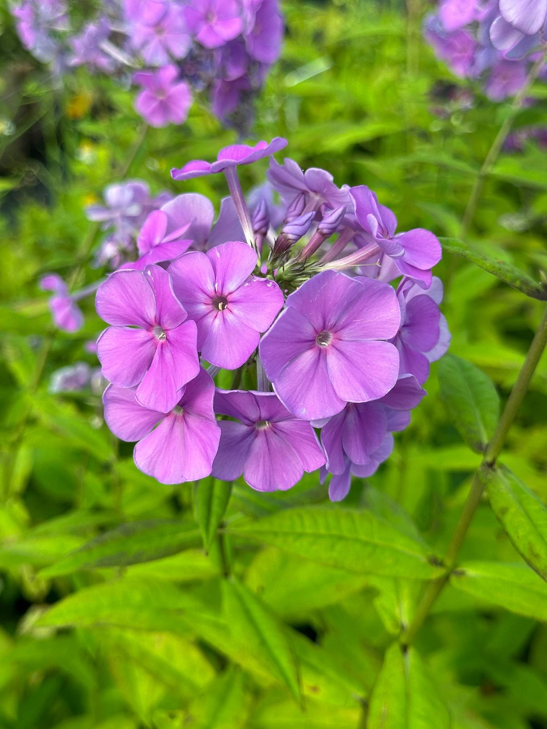 Флокс метельчатый Свит Саммер Океан - Dolina-Sad.Ru