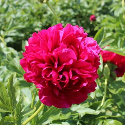 Пион Кэрол фото