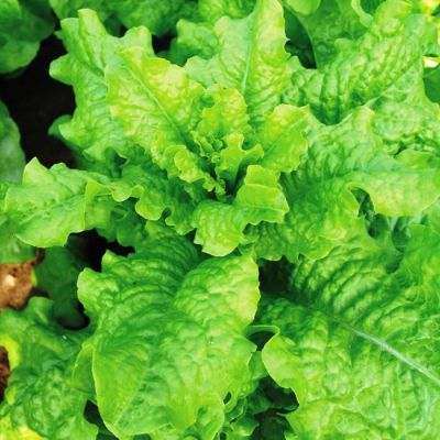 Салат Московский Салат Московский фото