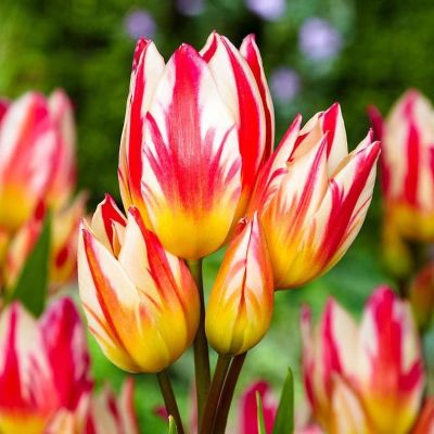 Тюльпан Триколет фото