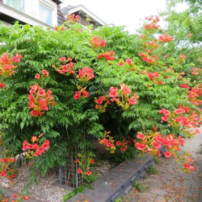 Кампсис гибридный Мадам Гален Кампсис гибридный Мадам Гален - Dolina-Sad.Ru