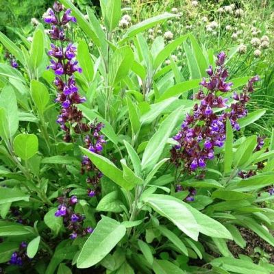 Шалфей овощной Бриз Шалфей овощной Бриз фото