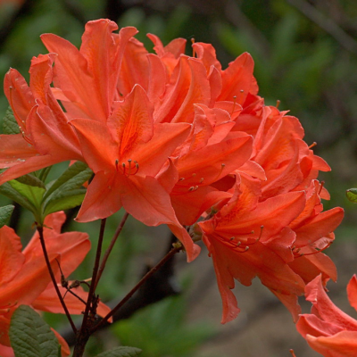 Рододендрон Японский Оранжевый Рододендрон Японский Оранжевый - Dolina-Sad.Ru