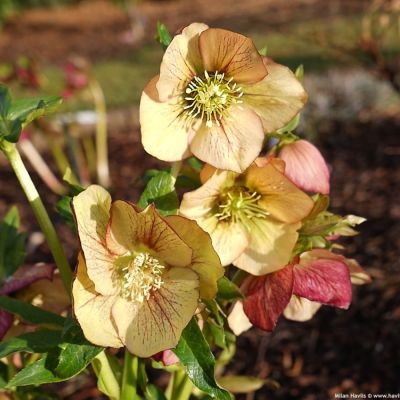 Морозник Априкот - Dolina-Sad.Ru