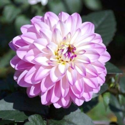 Георгина Мелоди Хармони Георгина Мелоди Хармони фото