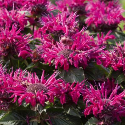 Монарда Би Тру , x Монарда Би Тру , x фото