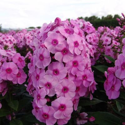 Флокс метельчатый Фондант Фэнси - Dolina-Sad.Ru