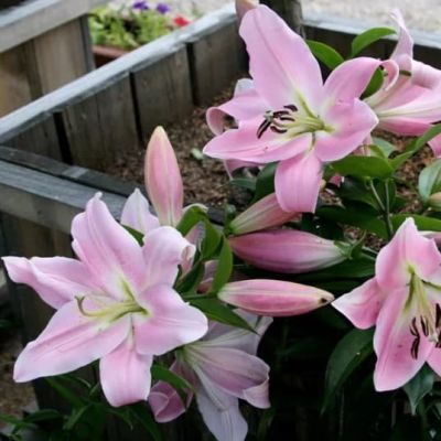 Лилия Силла Лилия Силла фото