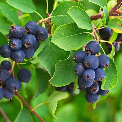 Ирга круглолистная Обильная 0,5 г фото