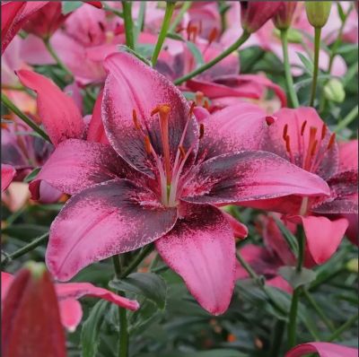 Лилия Пурпл Дрим Лилия Пурпл Дрим - Dolina-Sad.Ru