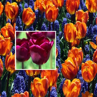 Набор 15 тюльпанов + 15 мускари Набор 15 тюльпанов + 15 мускари фото