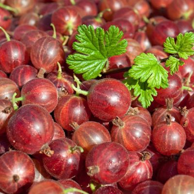 Крыжовник Хиннонмаки Рот Крыжовник Хиннонмаки Рот - Dolina-Sad.Ru