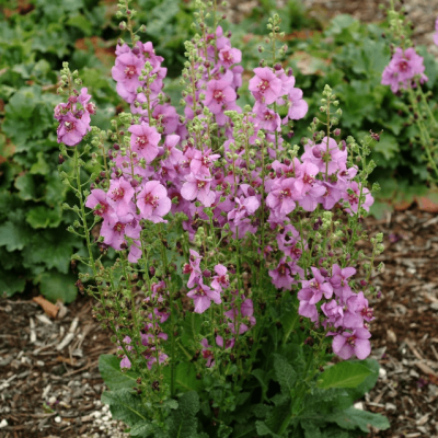 Вербаскум Шуга Плам , С1,5 Вербаскум Шуга Плам , С1,5 фото