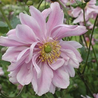 Анемона гибридная Леди Гилмор - Dolina-Sad.Ru