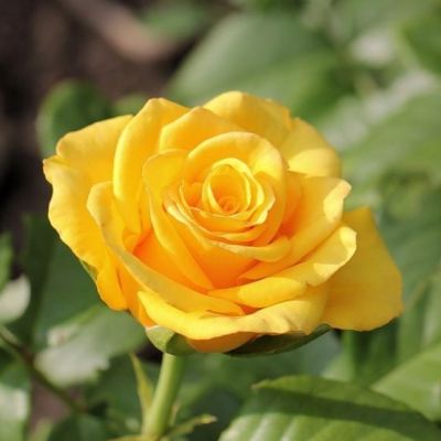 Роза Керио Роза Керио - Dolina-Sad.Ru