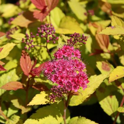 Спирея японская Голден Джек С1,5 Спирея японская Голден Джек С1,5 - Dolina-Sad.Ru