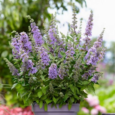 Буддлея Хай Файв Пепл - Dolina-Sad.Ru