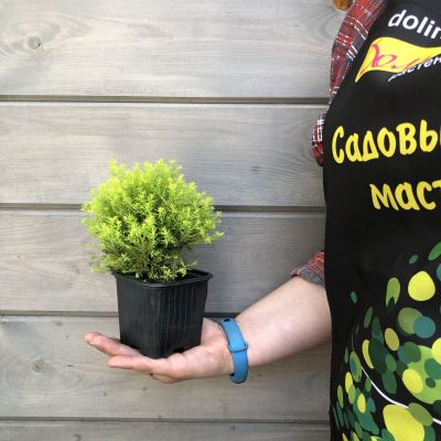 Туя западная Рейнголд Туя западная Рейнголд фото